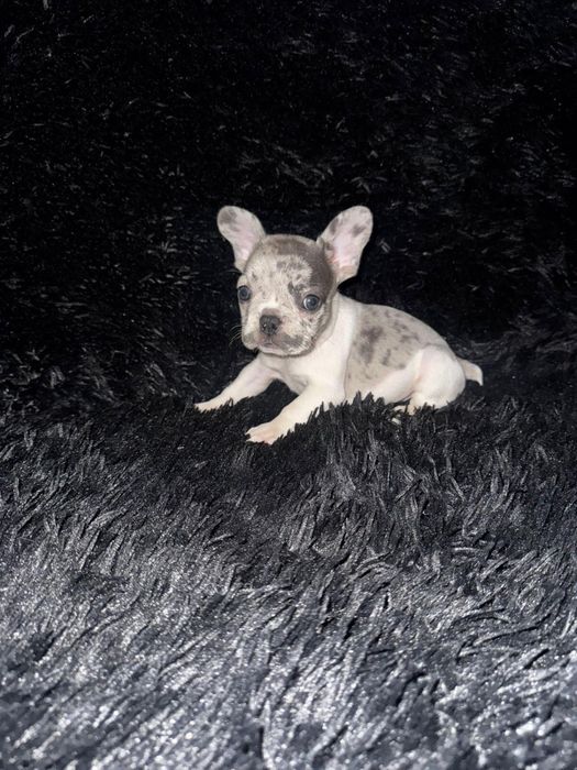 Bulldog Francez fetita