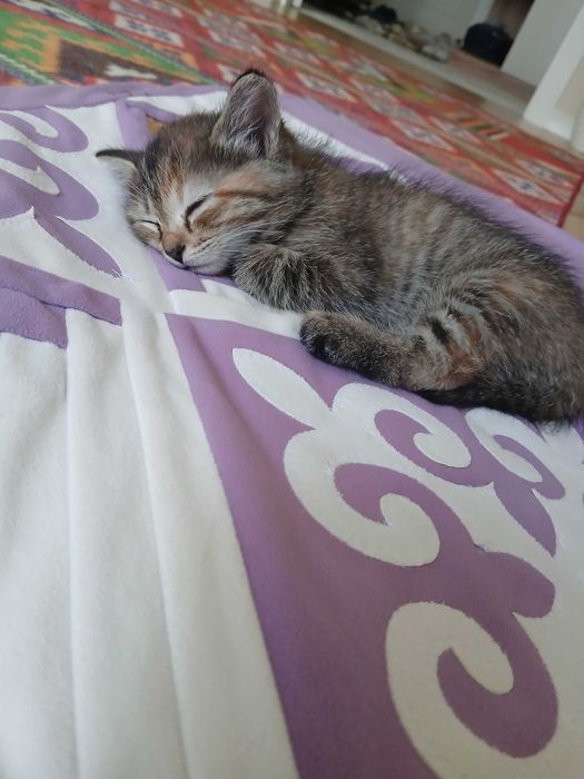 Котёнок 2 месяц рыже-серая