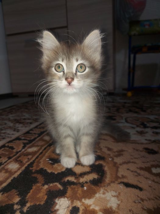 Отдам котят в хорошо руки