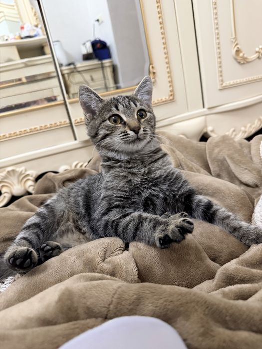 Котенок в добрые руки