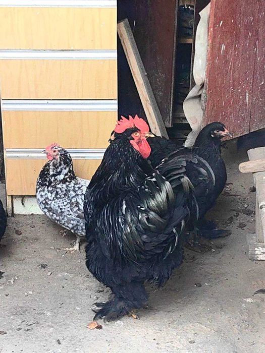 Куры и петух брама