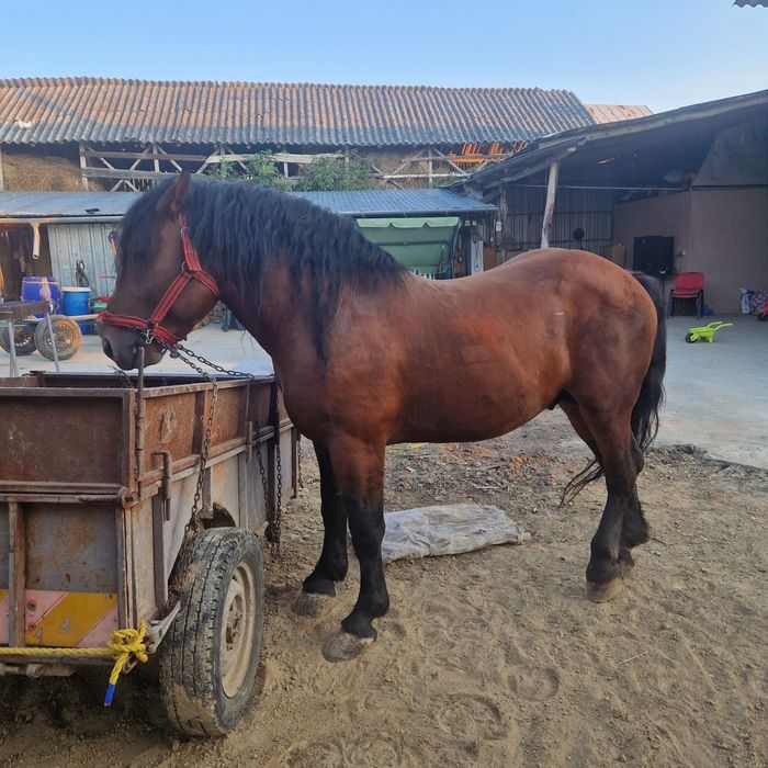 Armăsar Ardenez 

Vând a