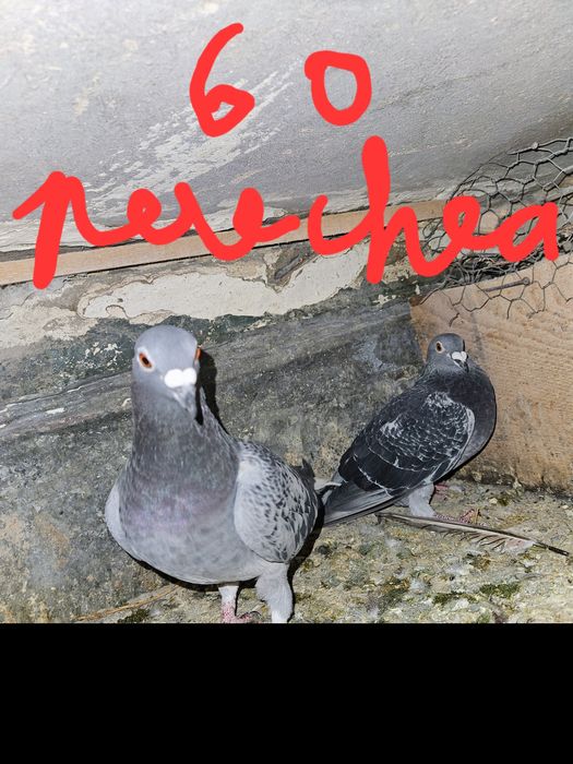 Vand porumbei voiajori !