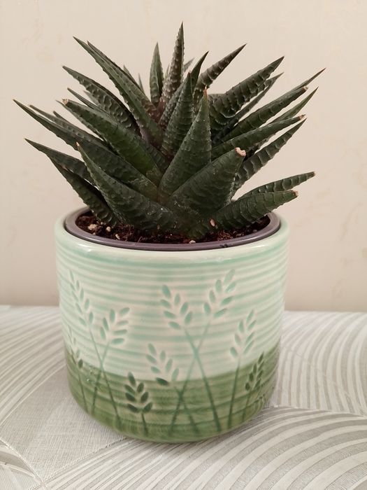 Цветок "Хавортия"