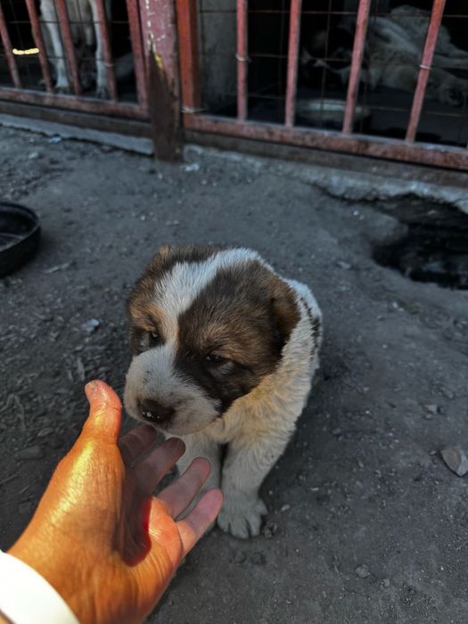 Продаются щенки алабаев