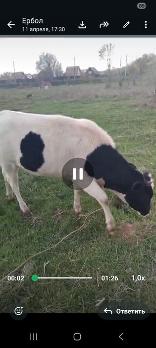 Корова голштейн тана