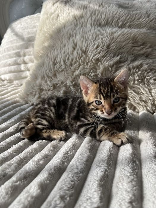 Бенгальские котята