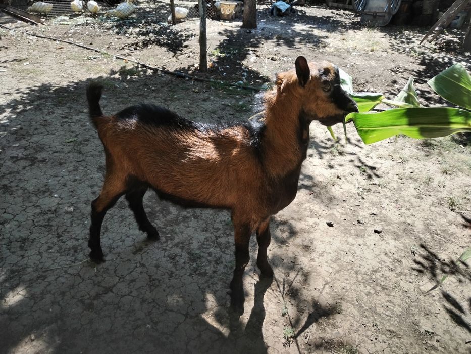 Vând sau schimb țap alpin francez