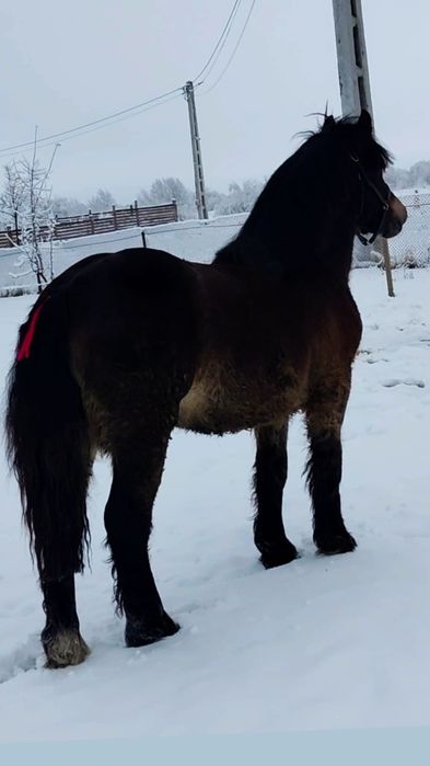 Un an și 3 luni linia Miutescu cu pasaport