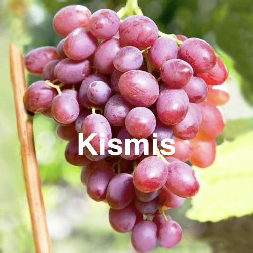 Butasi vita de vie anul 2 si 3