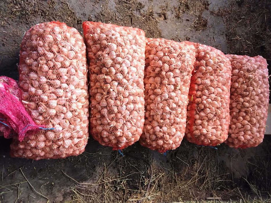 Vând usturoi romanesc, doar 75 kg-5 lei /kg  PRET FIXXXX