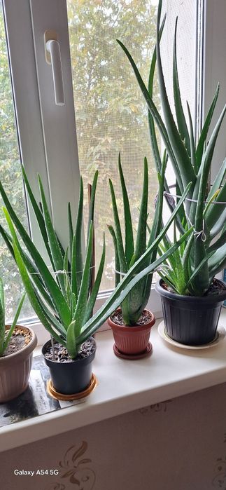 Продам алоэ вера по 2 000 тенге