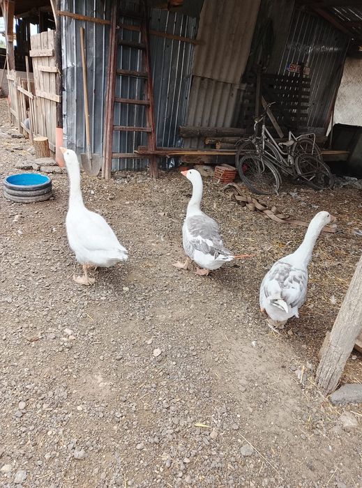 Vand gâște tinere