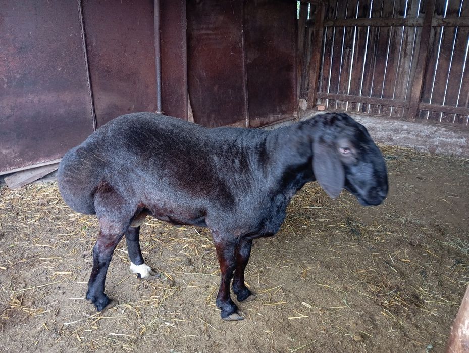 Баран (кочкар) на продажу