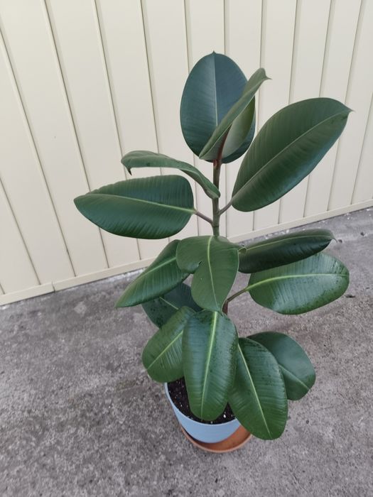 Фикус каучуконосный