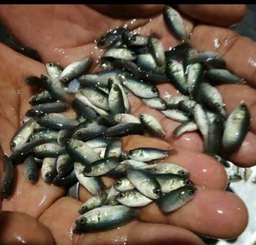 Puiet de crap si caras