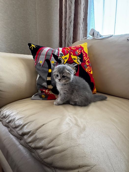 Котята шотландские вислоухие