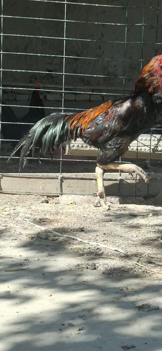Zotli xo'roz-kulangi jangari