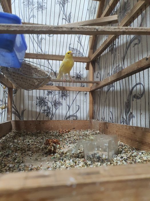 Канарейка сотилади