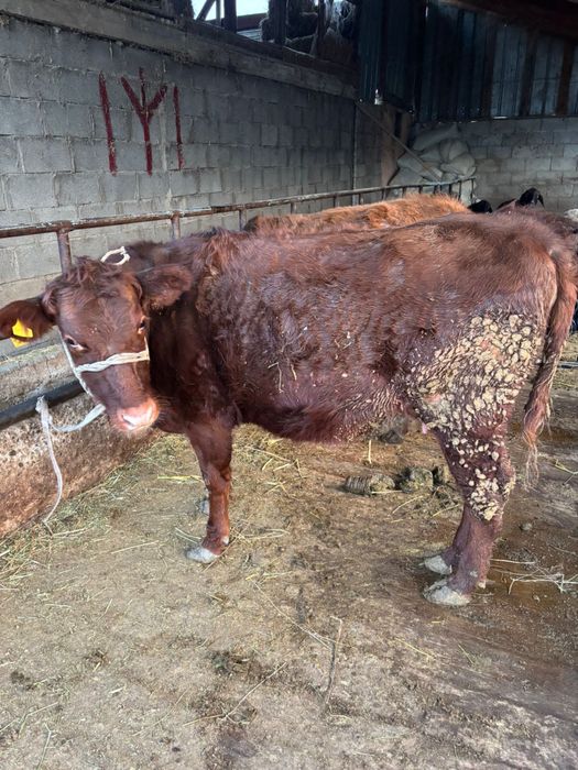 Продам 2 телки.