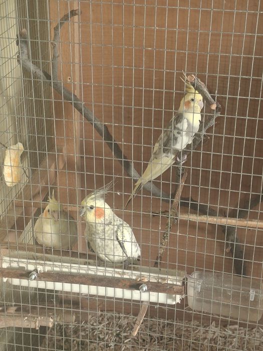 Папугаи карелла мрамор