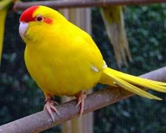 Продам попугай какарики