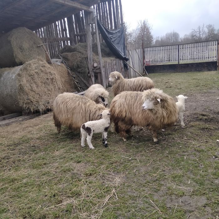 Oi de vânzare. Și miei