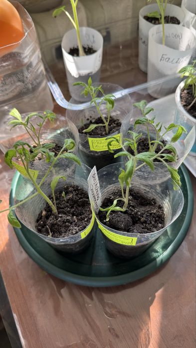 Рассада, помидоры, томаты, алоэ, красулы