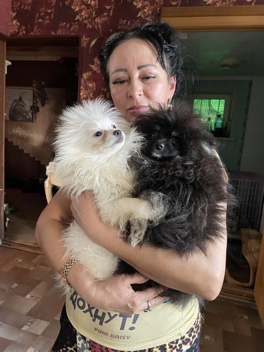 Щенки шпица