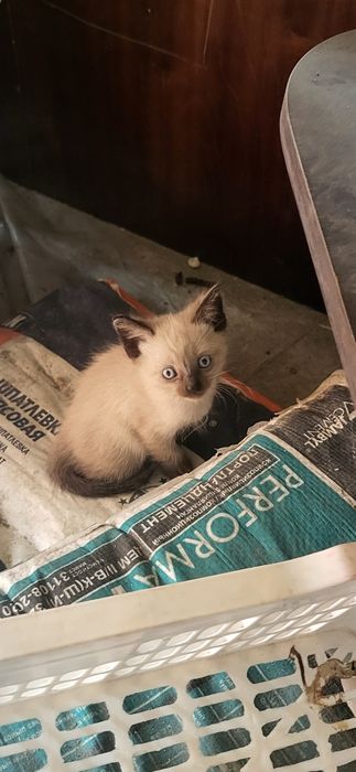 Котята в добрые руки!