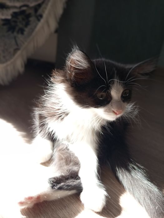 Отдам в хорошие руки котенка