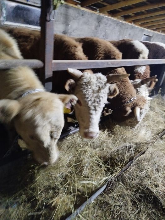 Бұқалар сатылады