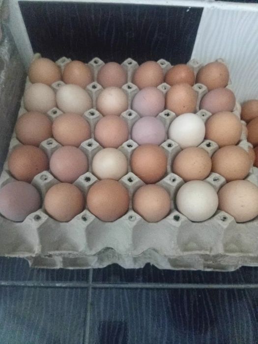 Vand  oua  de tara pentru comsum  nu de closca