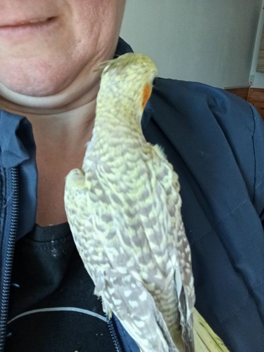 Vând pui blând nimfa