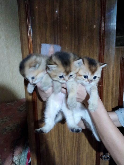 Золотая шиншилла