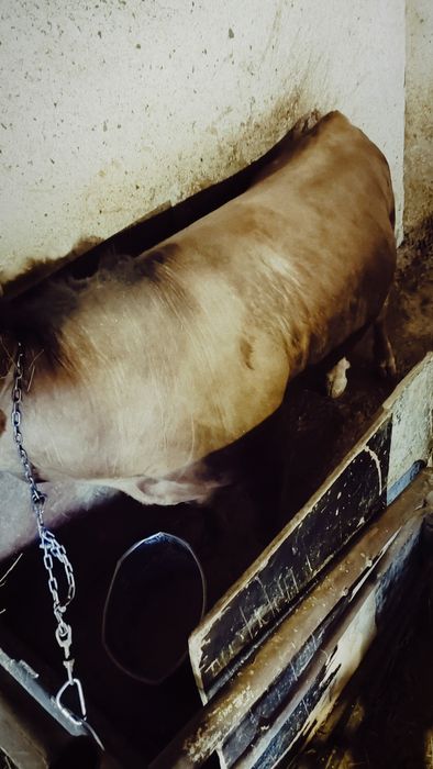 Бык Большой продам