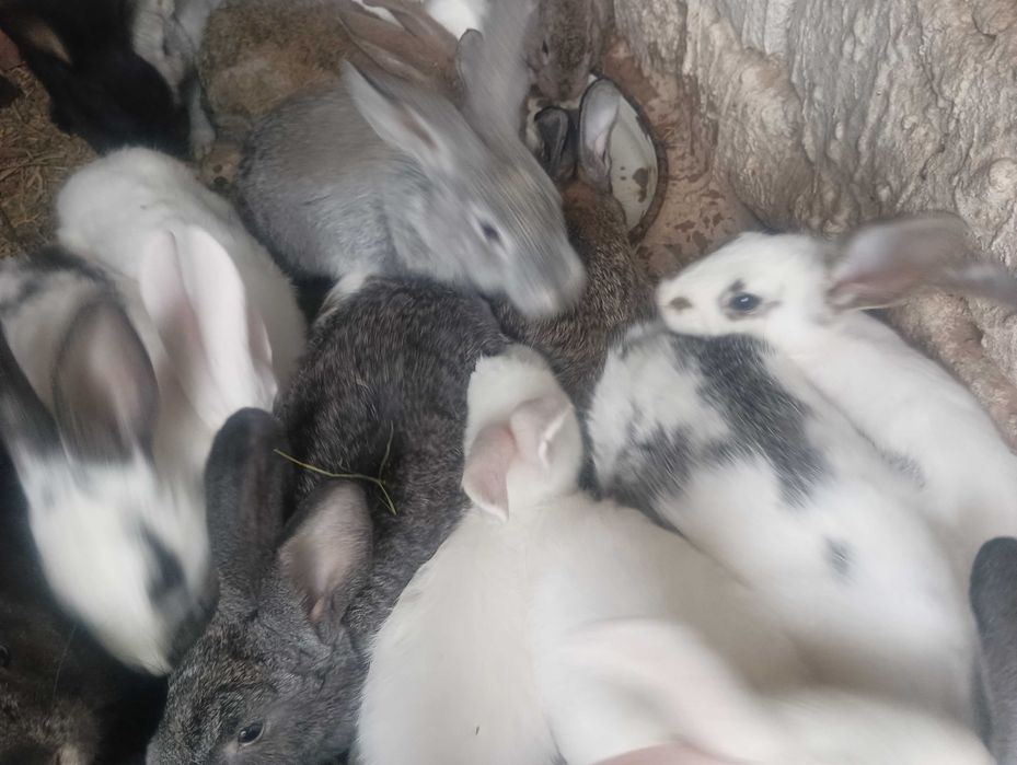 Quyon bolalari bor sotiladi ona quyonlarga bartir ham qilinadi