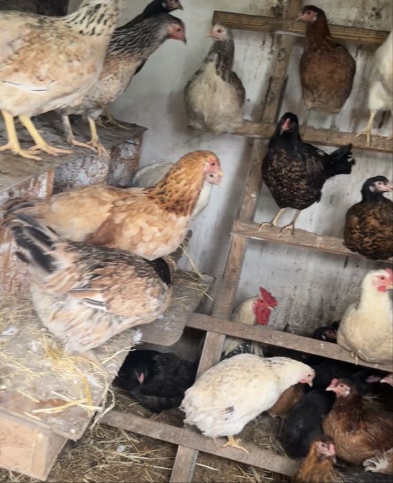 Куры  , пғтух черные