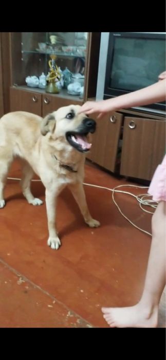 Отдадим даром домашнюю собаку