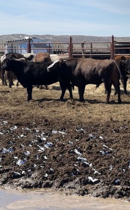 Бык проиводитель 2 года