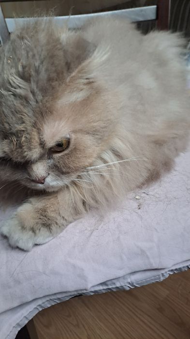 Отдам кота в добрые руки