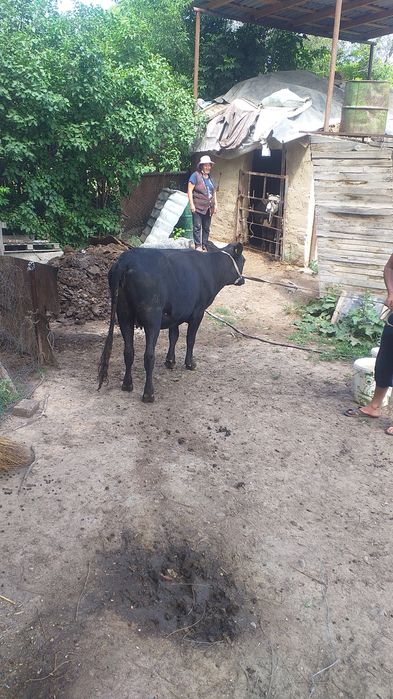 Сиыр сатам семиз согым продам корова