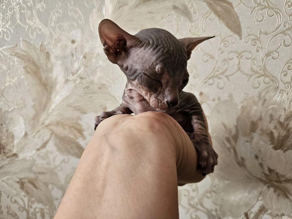 Продаются котята Донских сфинксов