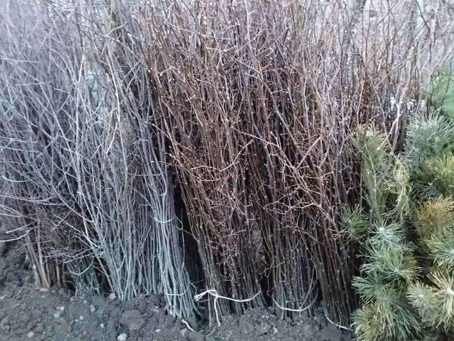 Avem oferită la puieți tratați salcâm mesteacăn brad molid pin Tei fag