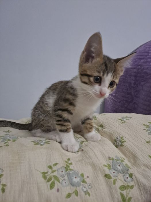 Породистая кошка