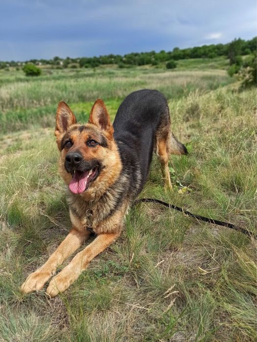 Бесплатные тренировки с кинологом