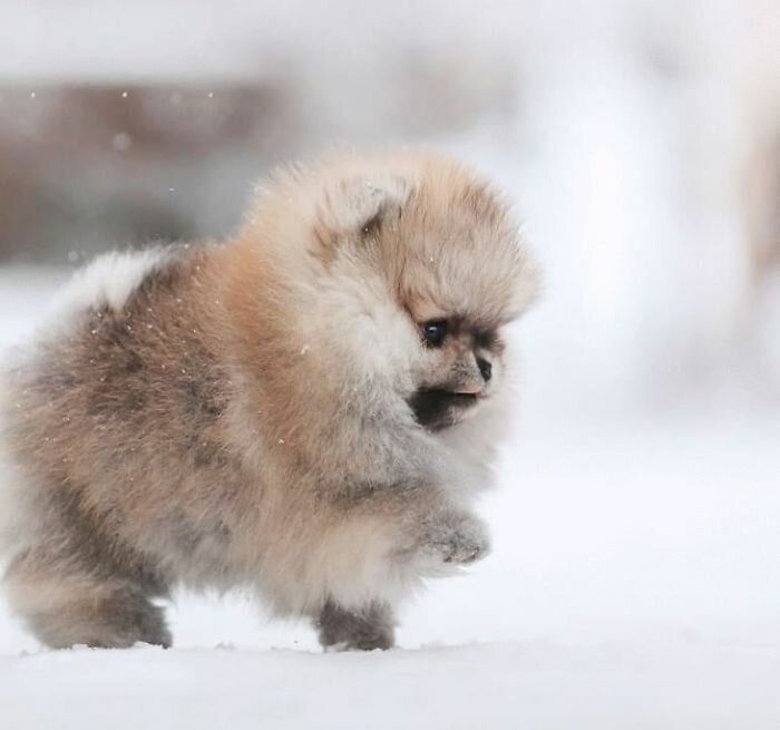 Померанский шпиц, помиранский, 1,5 мес