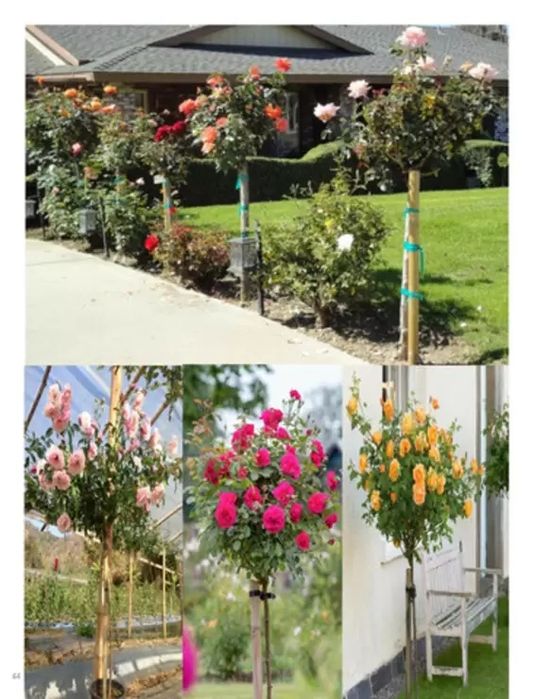 Trandafir Pomisor (Toate nuantele disponibile)