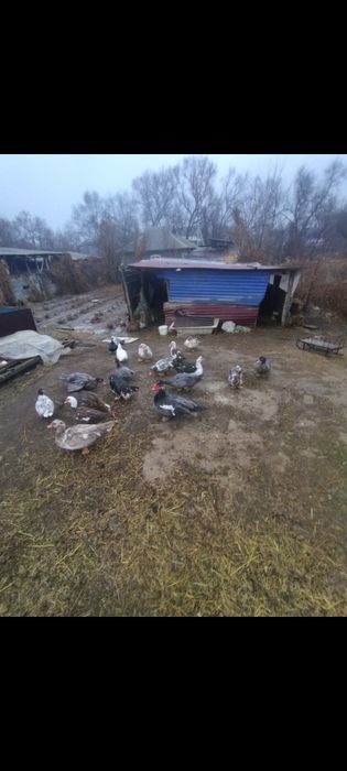 Продам  жирных уток