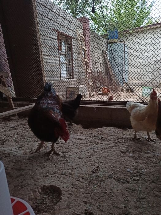 Қораз бен тауықтарды сатамын